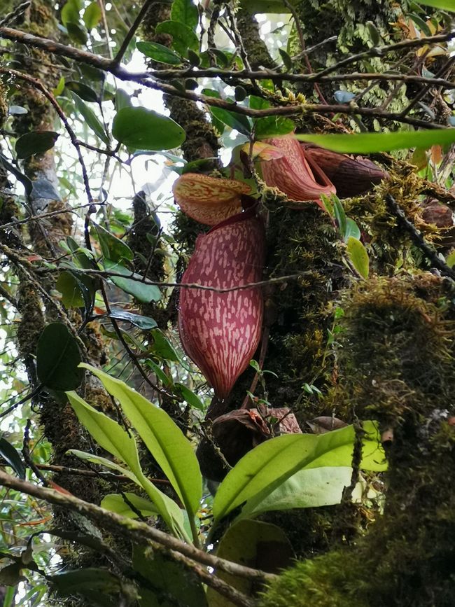 Cameron Highlands und George Town - Teeplantagen und Straßenkunst