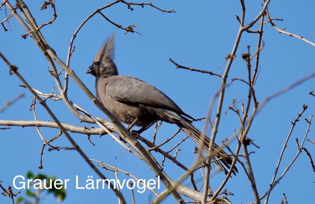 Parque Nacional Chobe