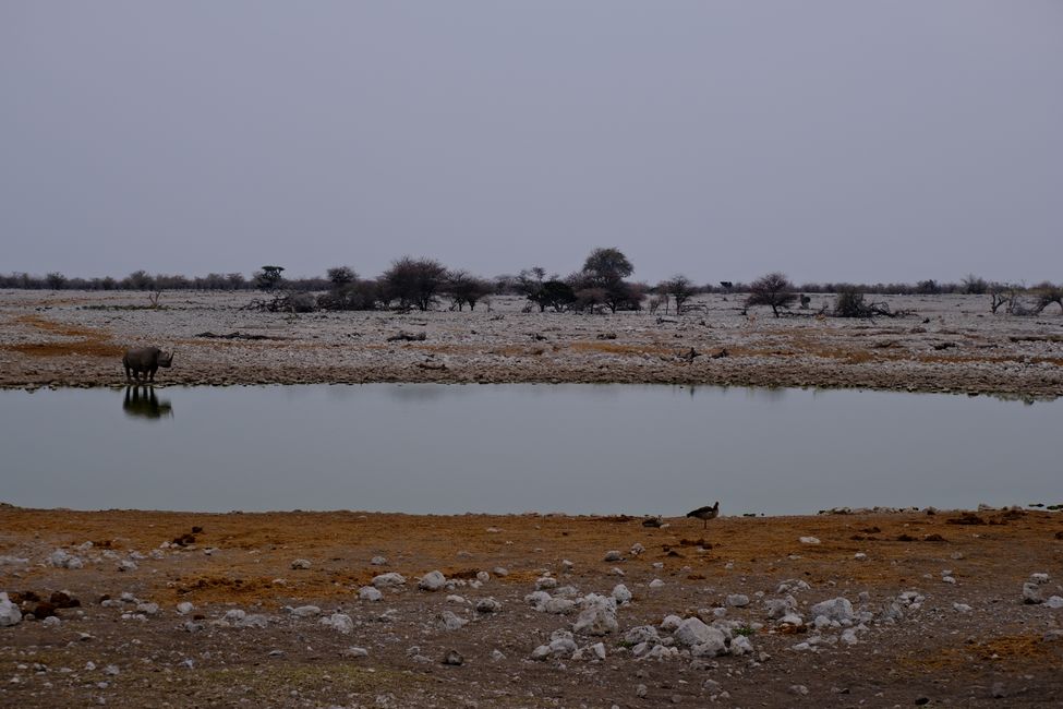 Etosha National Park 🐘🦒