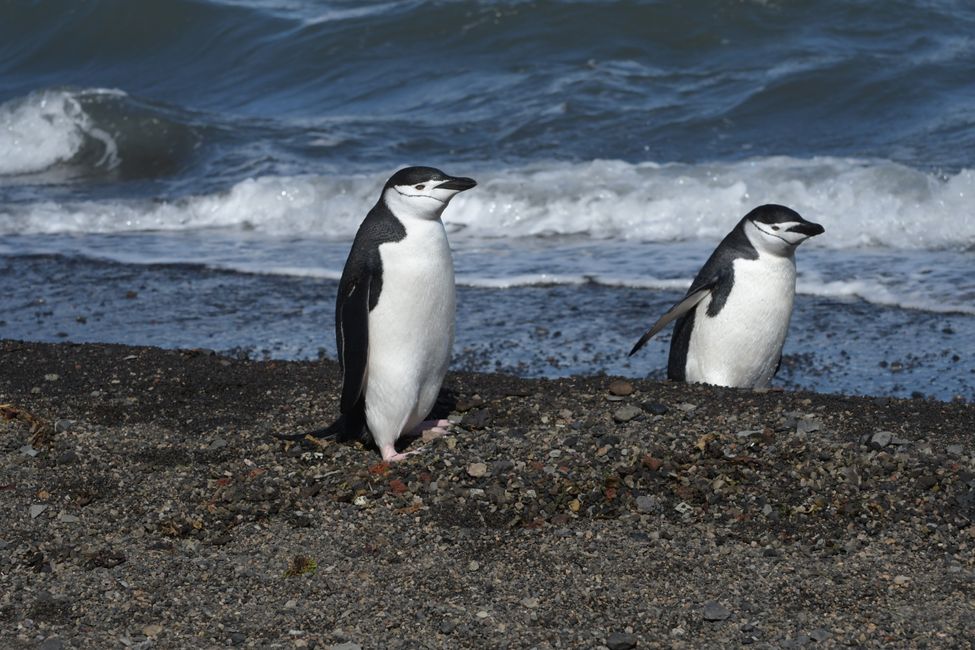 Manchots à jaret / Chinstrap penguins