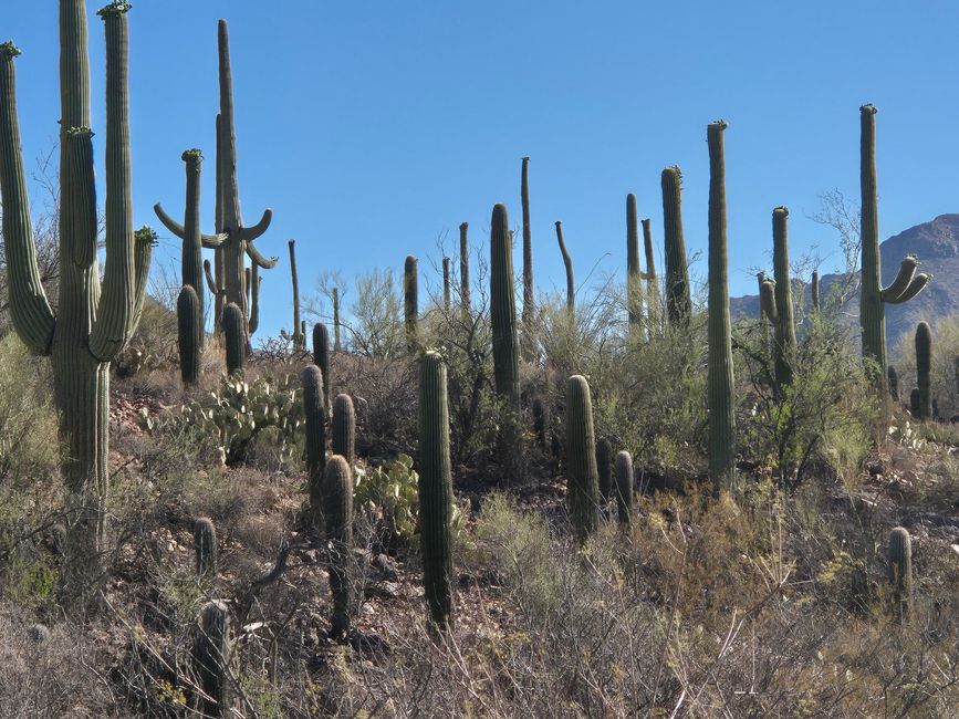 El fin de un Saguaro - ¿Rayo?