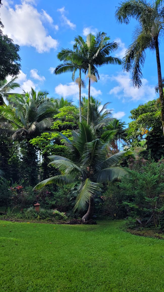 The symbol of Hawai'i ...