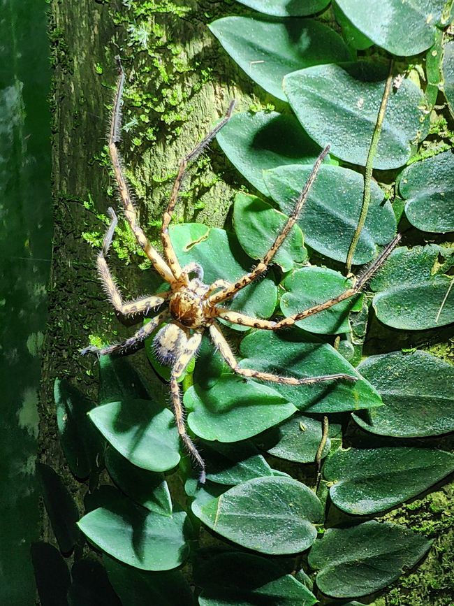 Tag 28, 22 mai, Daintree, la plus ancienne forêt tropicale du monde