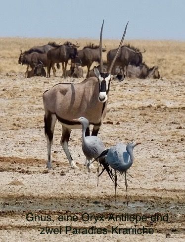 Etosha - Día de los Gatos