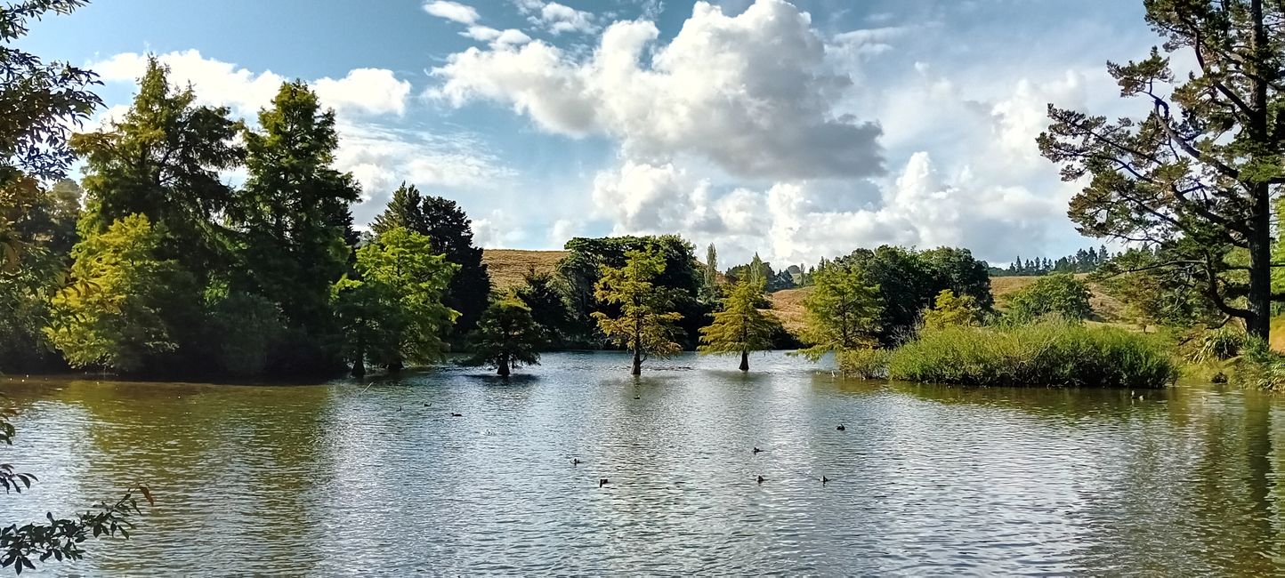 Tauranga