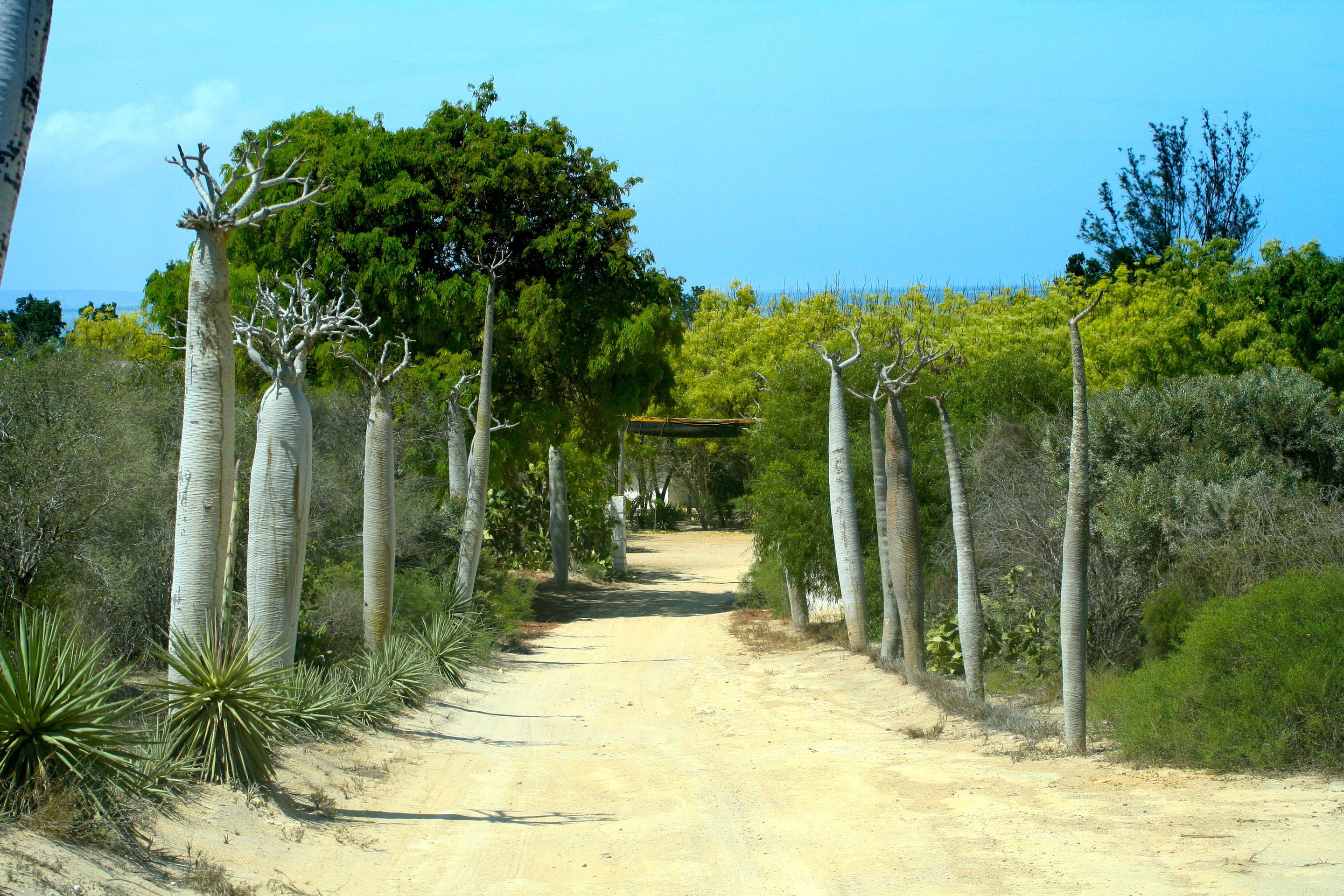 a row of Adansonia (Baobab)
