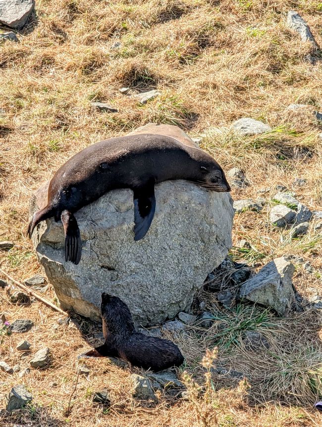 Dancing on the ferry!
