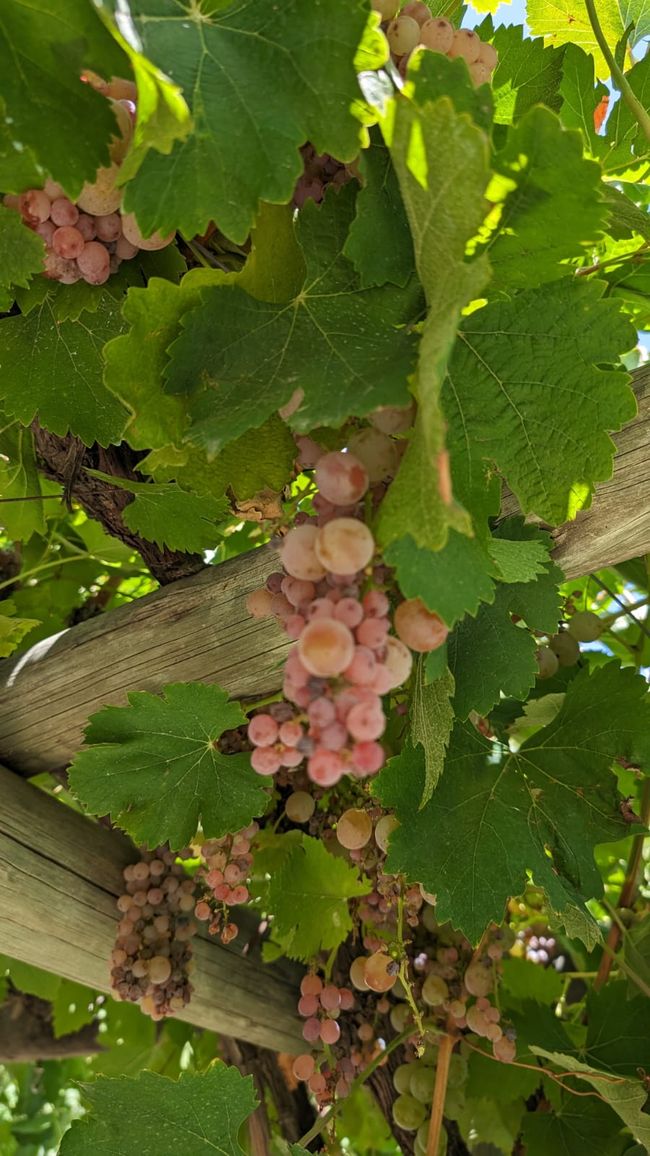 Région viticole Maipu/ Mendoza