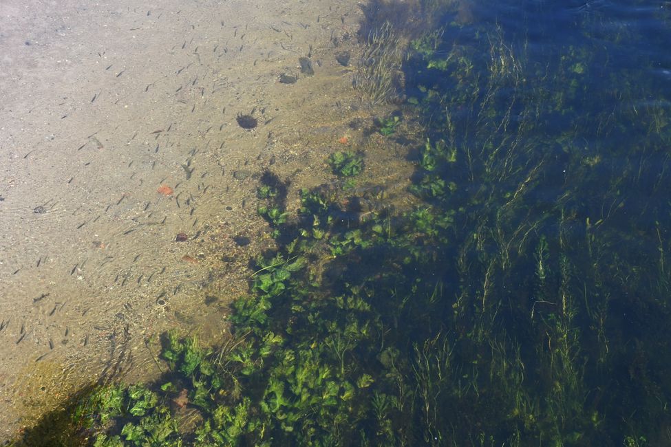 Leben im Fluss