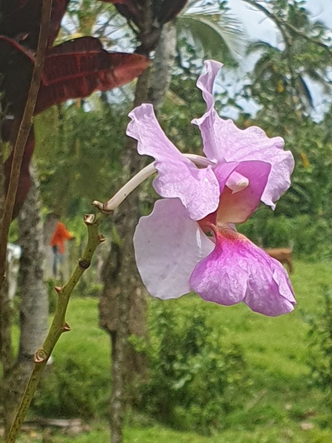 47. Tag Apia, Samoa 10.01.2026