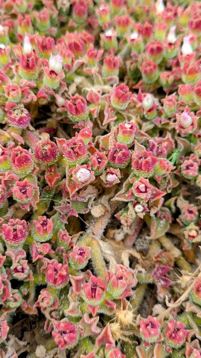 Tag 2: Inseltour auf Porto Santo