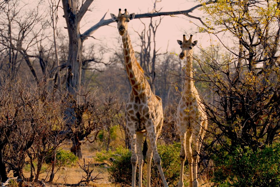 Giraffen sind sehr neugierig was den Blick von oben immens erleichtert.