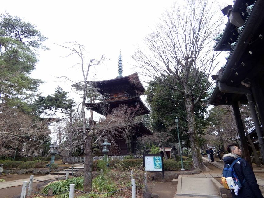 Katzentempel Gotoku-ji