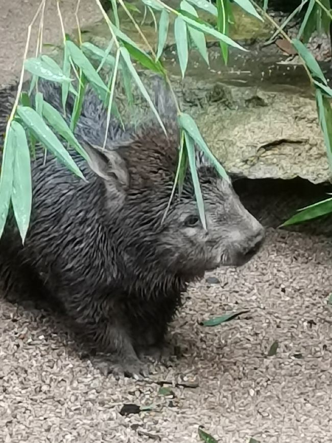 Adiós Australia