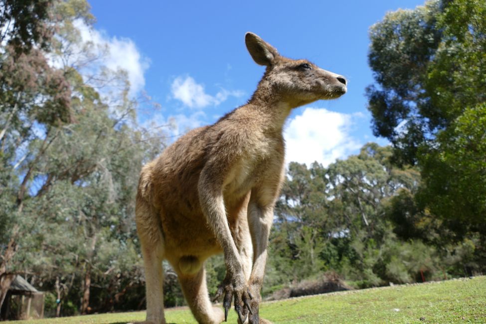 - Singapur & Tasmania 2019 -