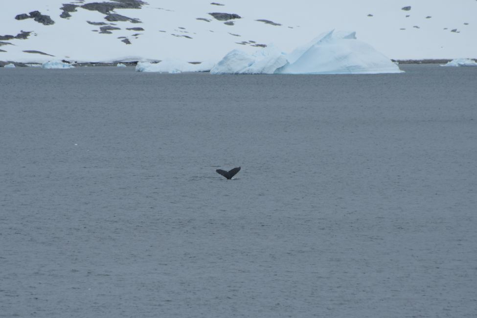 Lemaire Channel - Buckelwal / Humpback whale