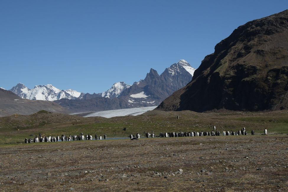 Königspinguine / King penguins