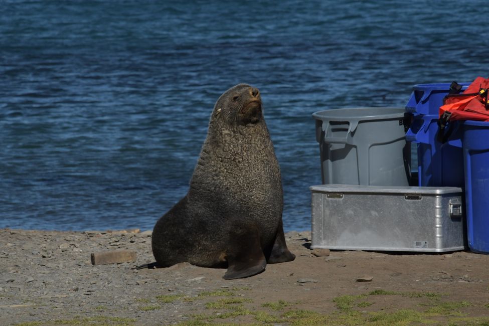 Seebär / Fur seal