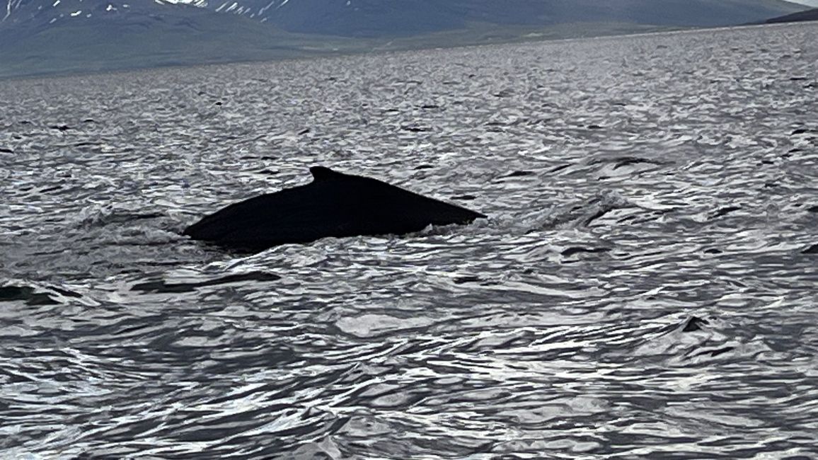 Whale Watching