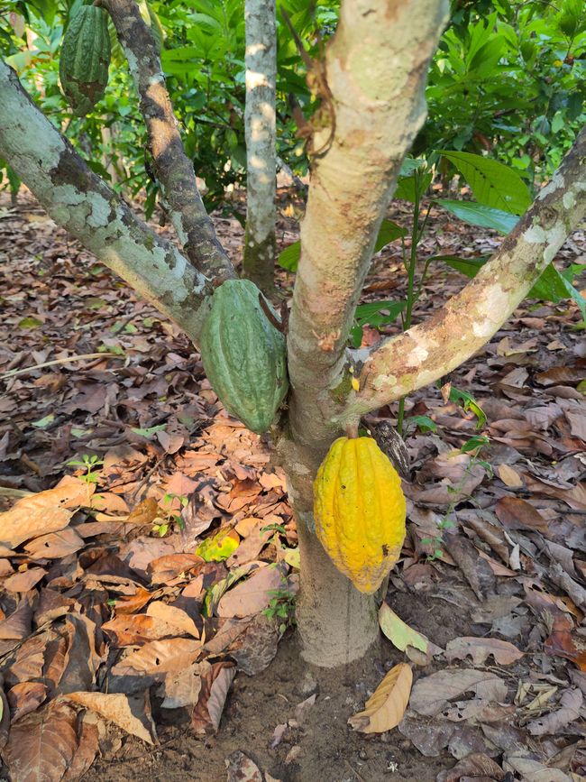 Leuchtende Käfer, grüne Orangen und andere Besonderheiten: Meine letzten Tage in der peruanischen Selva