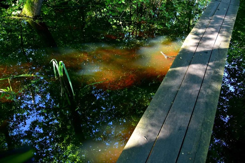 * * * Zwischen Himmel und Wasser * * *

Ein Spaziergang durch das Weingartener Moor