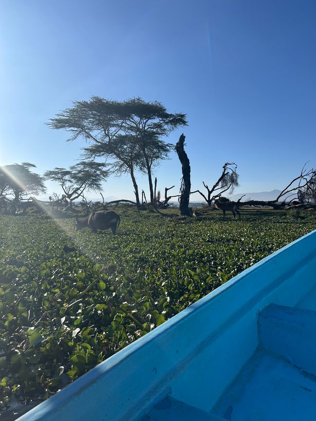 Nashörnchen in Ol Pejeta und Flusspferde in Naivasha