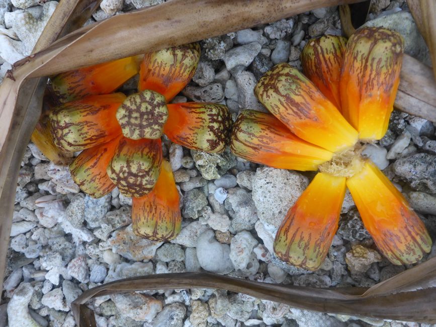 2025-04-23 Tahiti und Huahine