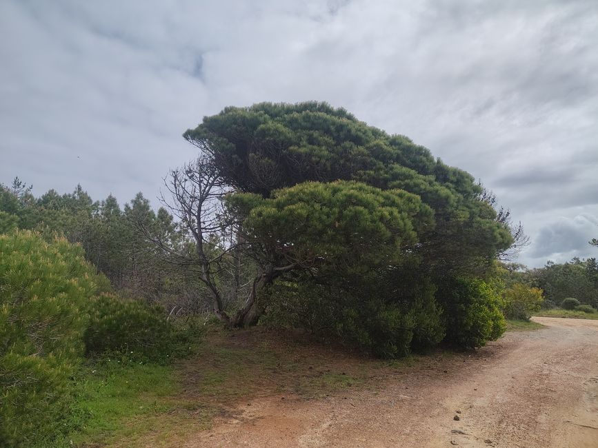 Vila do Bispo -> Carrapateira
