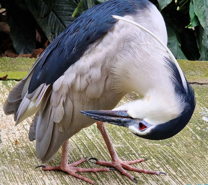 Bird Park