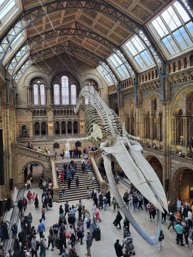 Natural History Museum, Evensong in Westminster Abbey und “Back to the Future” 
