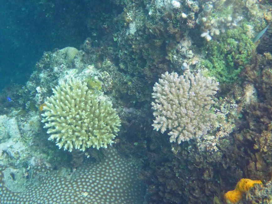 Lomaloma, Insel Vanua Balavu, Fidschi