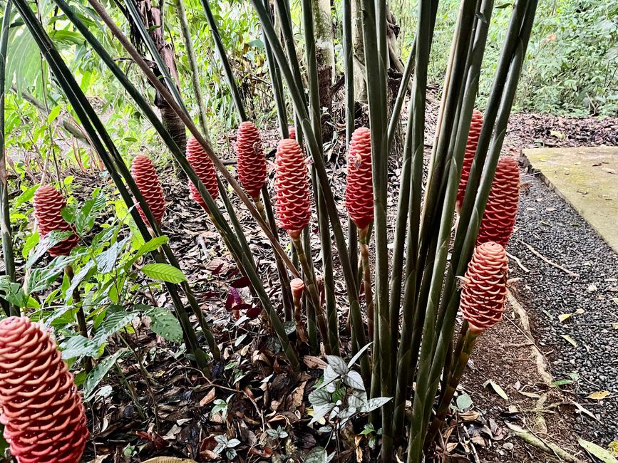 I fiori sembrano di porcellana