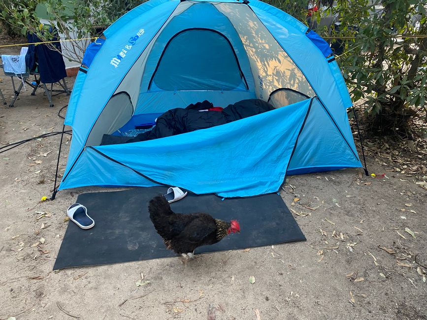 Tim schläft noch - die Hühner vom Campingsplatz sind schon wach