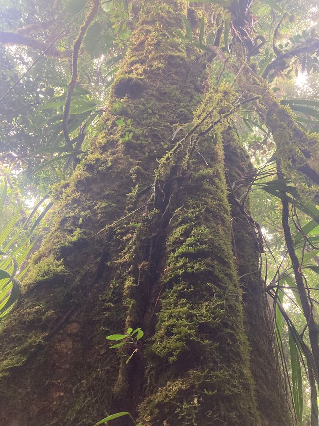 Monteverde