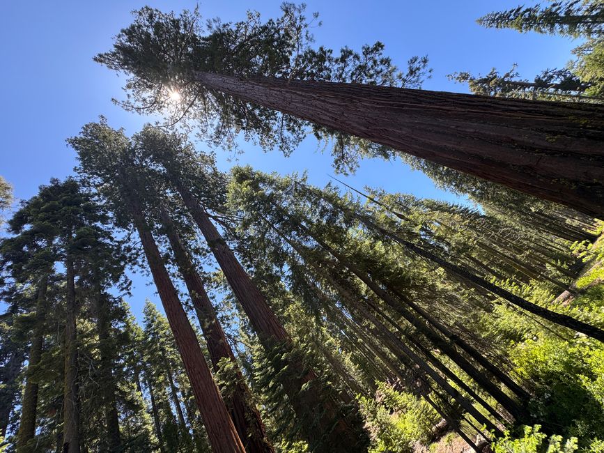 California Tunnel Tree