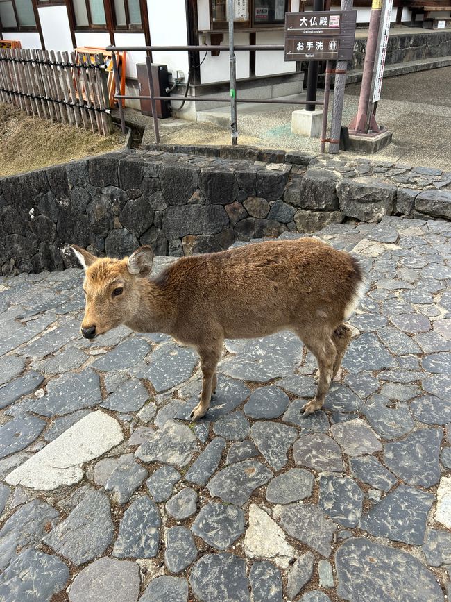Nara - Tag 10