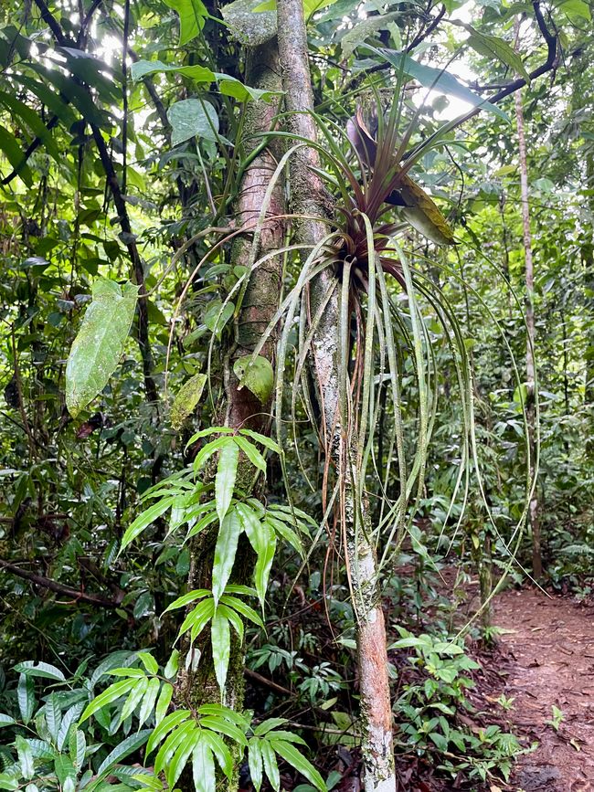 mein Ausflug in den Dschungel