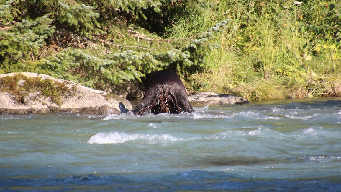 Day 26: Chilkoot River - a big bear show & photoshoot with 'Lulu'