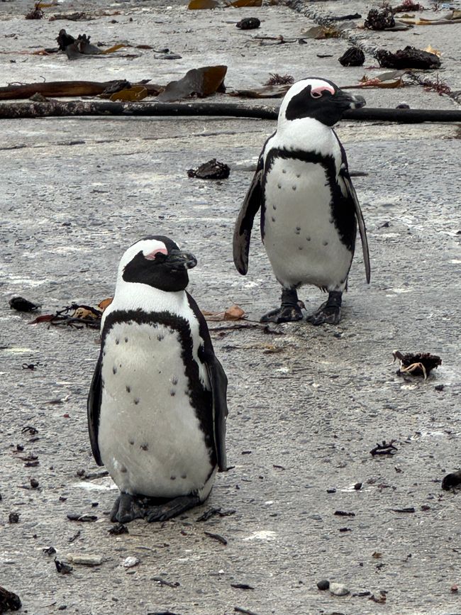 South Africa🇿🇦Week 6