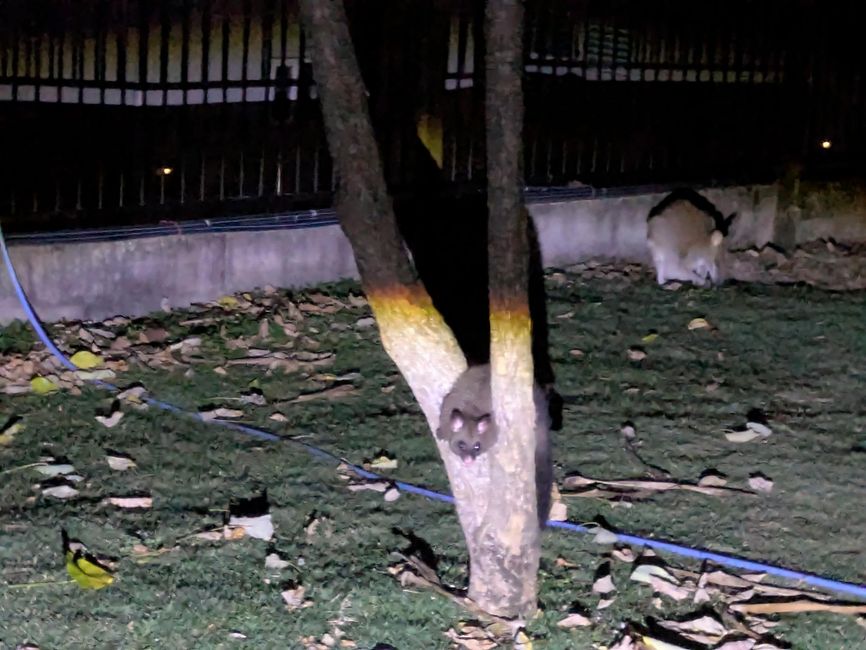 Kangaroo and Possums🦘