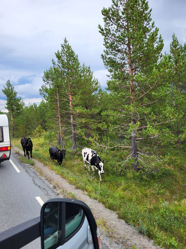 Etiqueta 12 - de Bakka a Vågåmo a través del Parque Nacional Jotunheimen