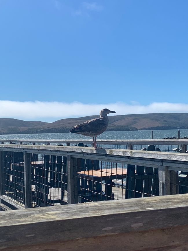 California West Coast: Dillon Beach and San Francisco