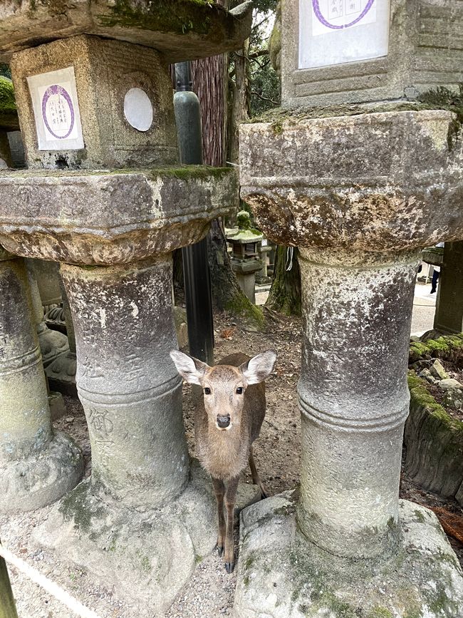 19. Capítulo: Despedida de Nara