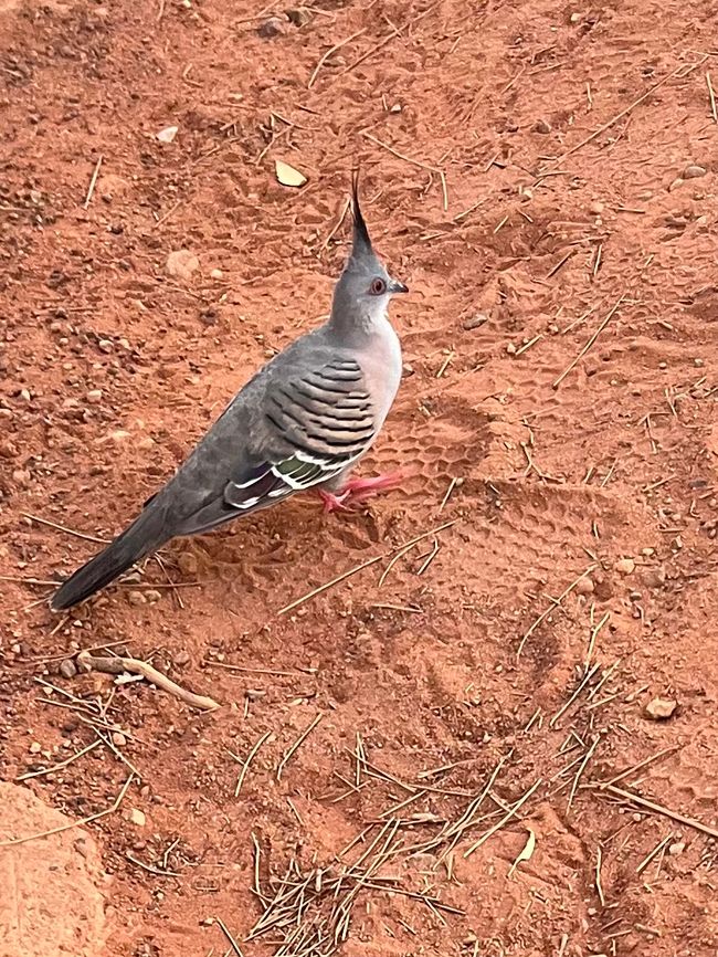 Crested pigeon (Ocyphaps lophotes) – grey pigeon with a pointed crest, barred wings, and red legs.