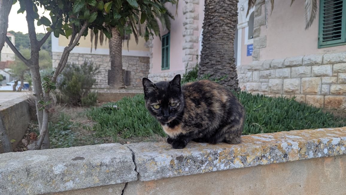 Cats of Croatia