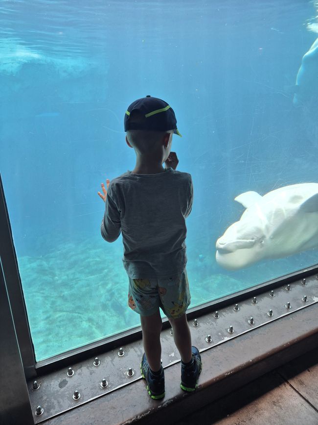Beluga