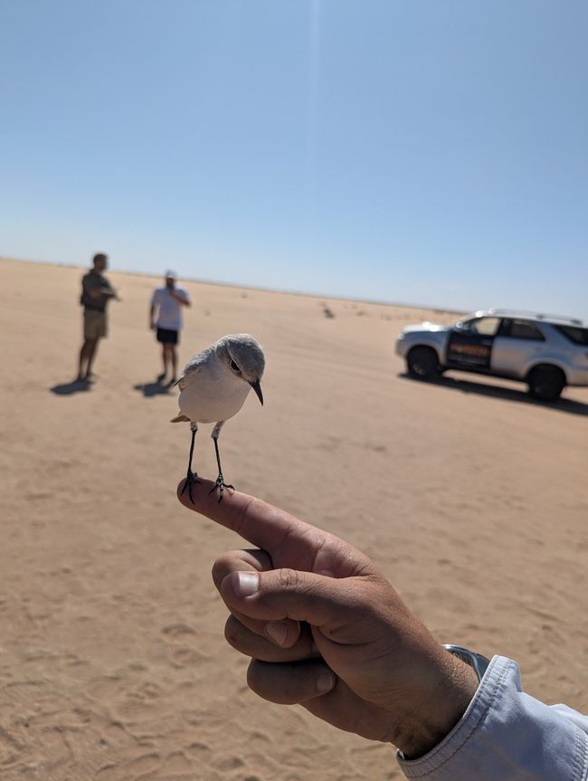 Tour nel deserto Swakopmund