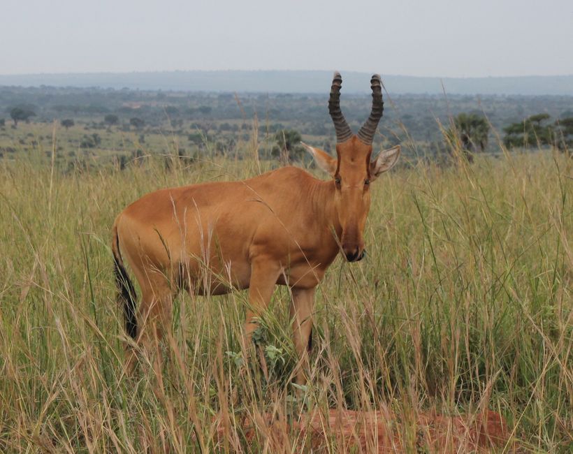 Wilde Tiere erleben