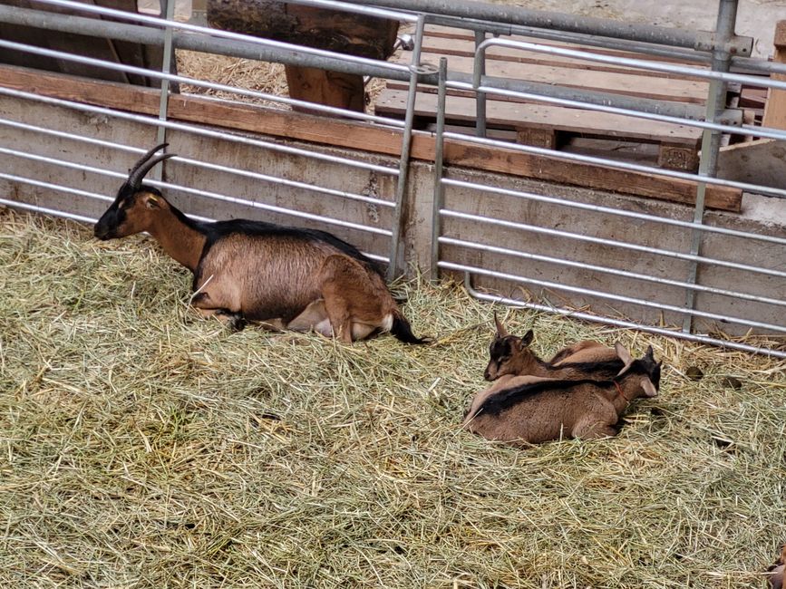 Ziegenhof “Wurzeln & Hörner”