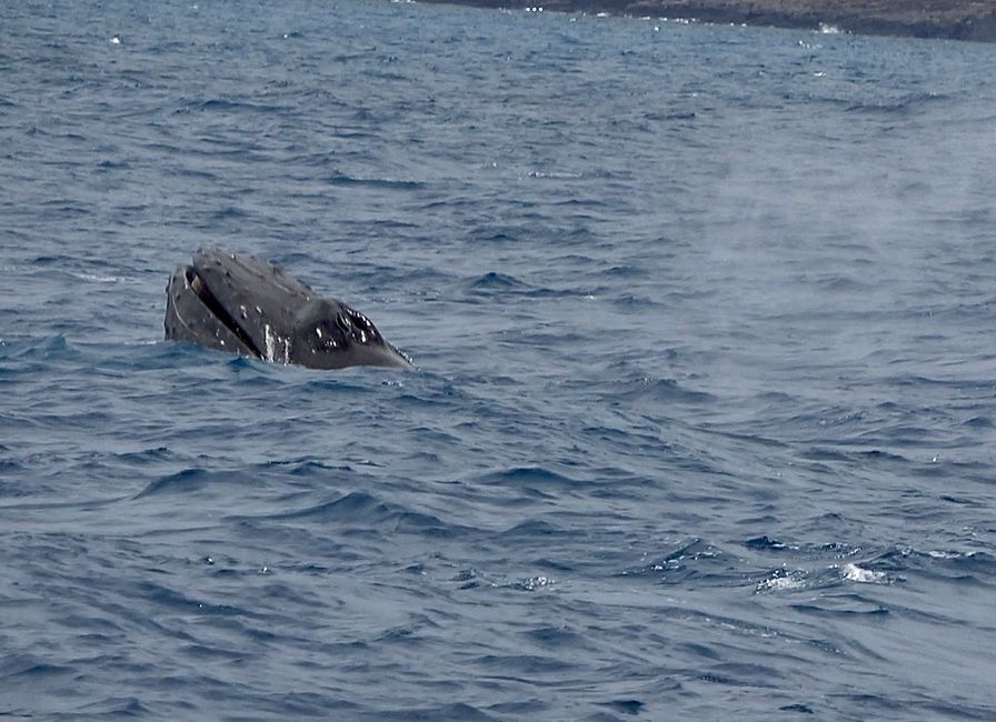Humpback whales off Hawaii